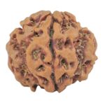 1MK(Underdeveloped) 23mm 4.15gm - Rudraksha