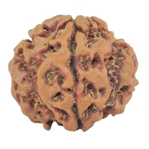 1MK(Underdeveloped) 23mm 4.15gm - Rudraksha