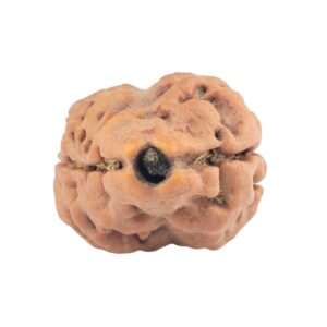 2 Mukhi Rudraksha 21.7mm 1.92gm - Rudraksha