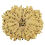 11 Mukhi Rudraksha 23.3mm 2.6gm - Rudraksha