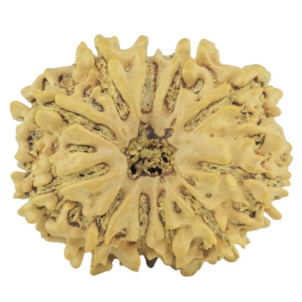 11 Mukhi Rudraksha 23.3mm 2.6gm - Rudraksha