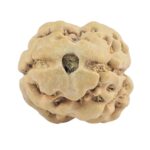2 Mukhi Rudraksha 23.4mm 1.84gm - Rudraksha