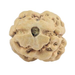 2 Mukhi Rudraksha 23.4mm 1.84gm - Rudraksha