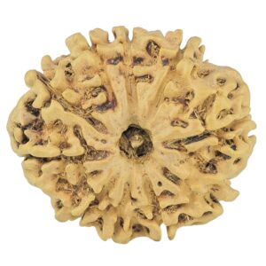 10 Mukhi Rudraksha 27.3mm 3.68gm - Rudraksha