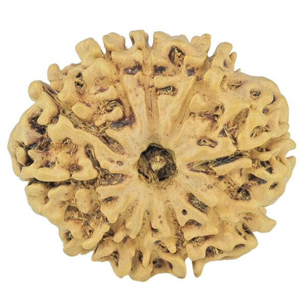 10 Mukhi Rudraksha 27.3mm 3.68gm - Rudraksha