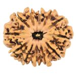 12 Mukhi Rudraksha 26.9mm 3.6gm - Rudraksha