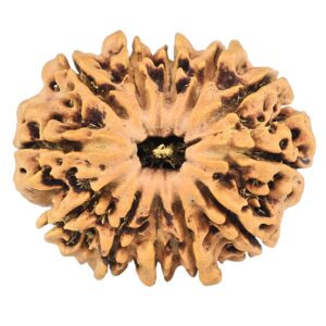12 Mukhi Rudraksha 26.9mm 3.6gm - Rudraksha