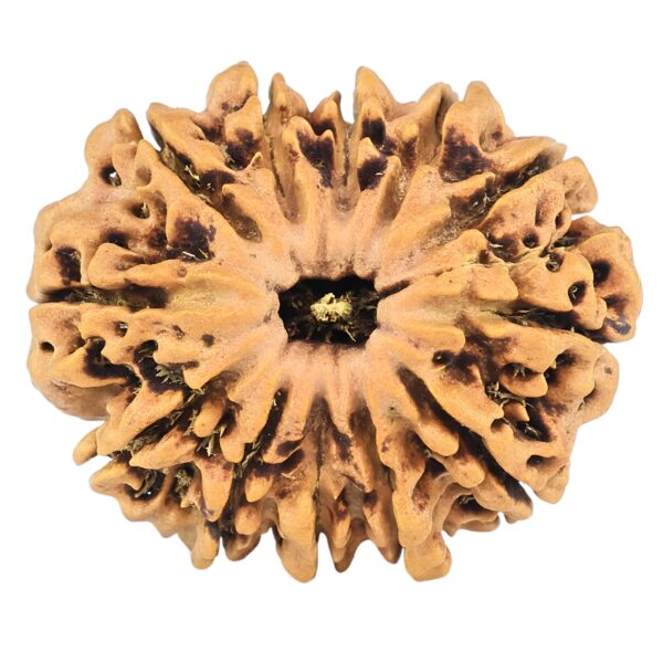 12 Mukhi Rudraksha 26.9mm 3.6gm - Rudraksha