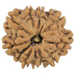 11 Mukhi Rudraksha 22.2mm 3.28gm - Rudraksha