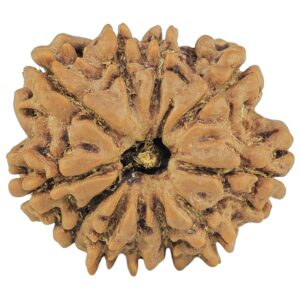11 Mukhi Rudraksha 22.2mm 3.28gm - Rudraksha