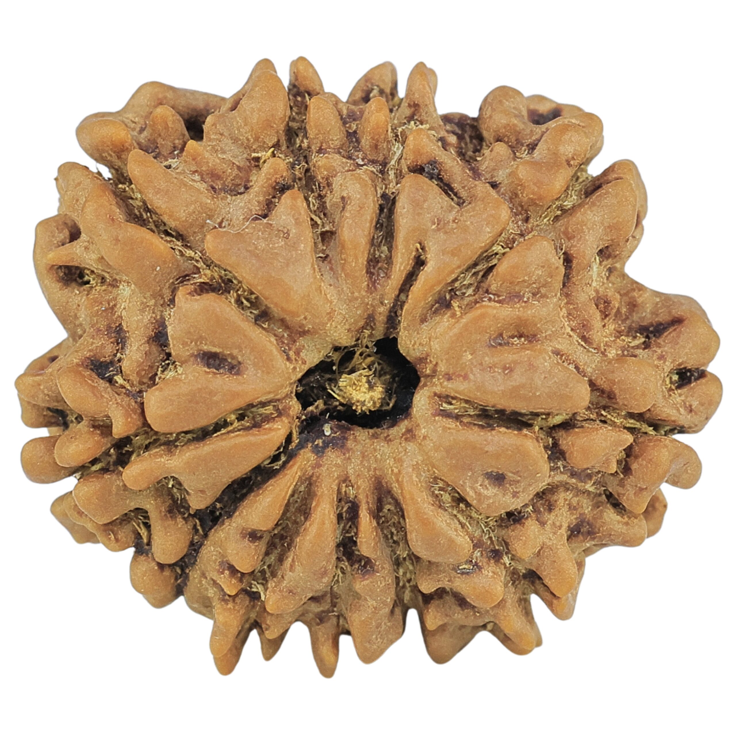 11 Mukhi Rudraksha 22.2mm 3.28gm - Rudraksha