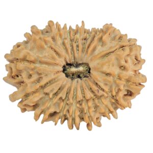 17 Mukhi Rudraksha 29.3mm 4.61gm - Rudraksha