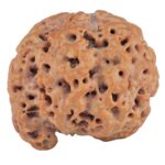 Sawar/Ganesh (5+1) 24.4mm 4.81gm - Rudraksha
