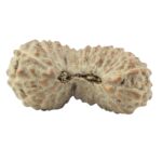 26 Mukhi Rudraksha 22.2mm 1.14gm - Rudraksha