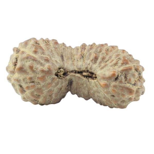 26 Mukhi Rudraksha 22.2mm 1.14gm - Rudraksha