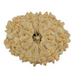 11 Mukhi Rudraksha 23.3mm 3.17gm - Rudraksha