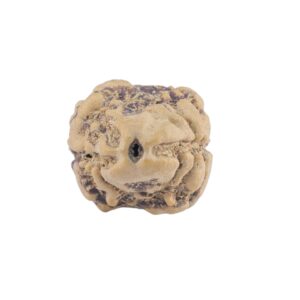 2 Mukhi Rudraksha 21.5mm 1.28gm - Rudraksha