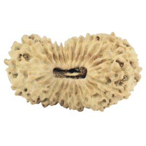 25 Mukhi Rudraksha 21.4mm 1.06gm - Rudraksha