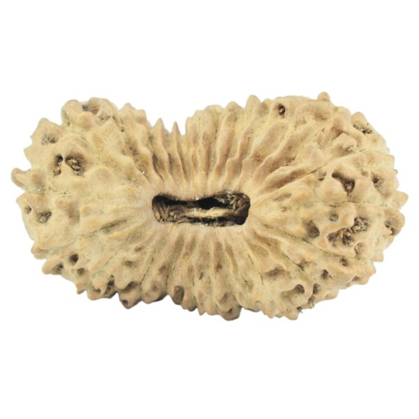 25 Mukhi Rudraksha 21.4mm 1.06gm - Rudraksha
