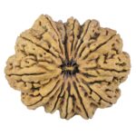 13 Mukhi Rudraksha 44.8mm 10.48gm - Rudraksha