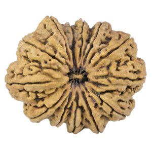 13 Mukhi Rudraksha 44.8mm 10.48gm - Rudraksha