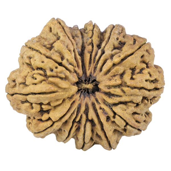 13 Mukhi Rudraksha 44.8mm 10.48gm - Rudraksha