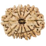 12 Mukhi Rudraksha 27.9mm 4.45gm - Rudraksha