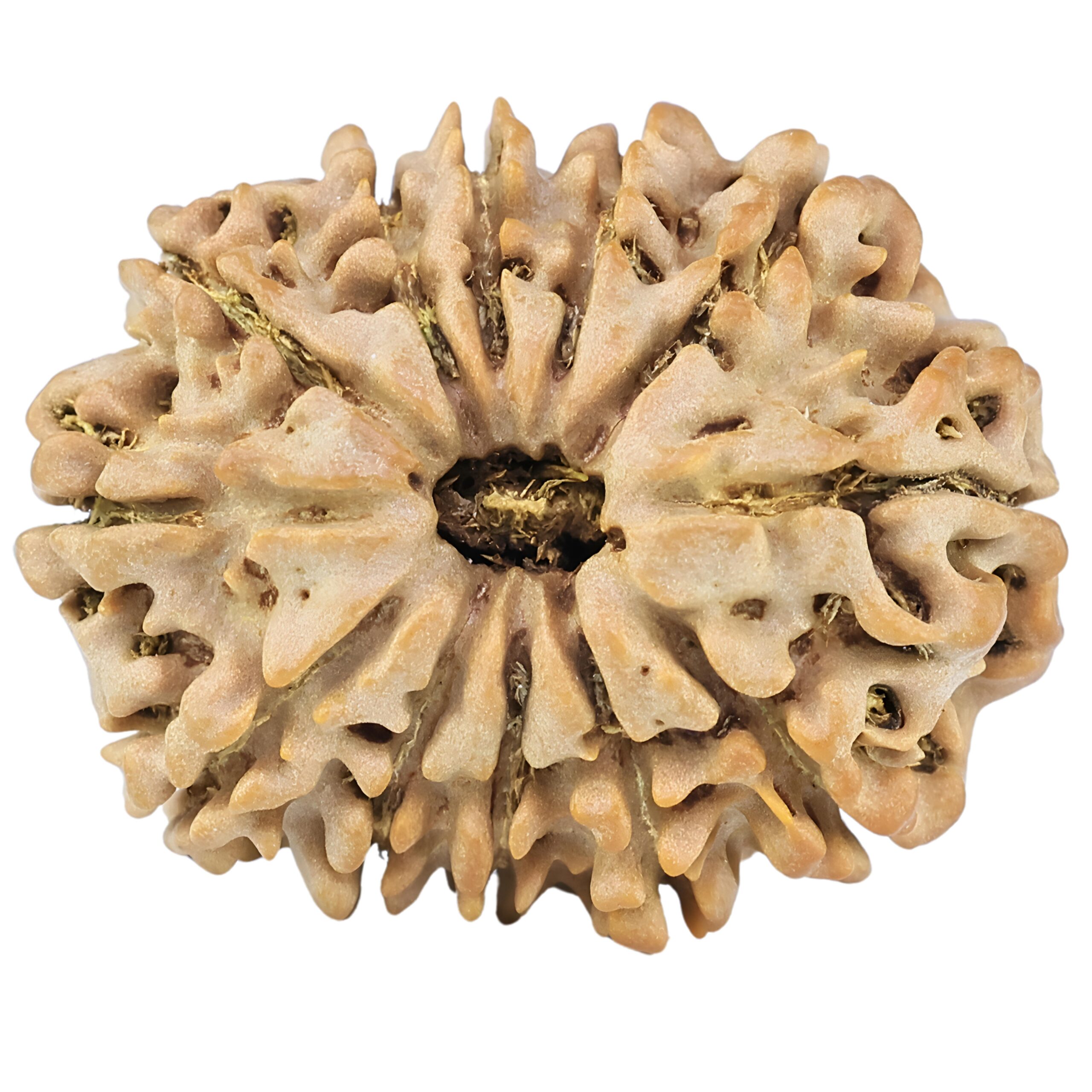 12 Mukhi Rudraksha 27.9mm 4.45gm - Rudraksha