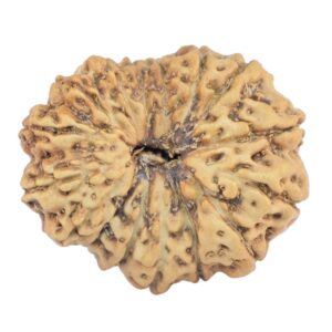 16 Mukhi Rudraksha 23.2mm 1.9gm - Rudraksha