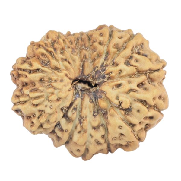 16 Mukhi Rudraksha 23.2mm 1.9gm - Rudraksha