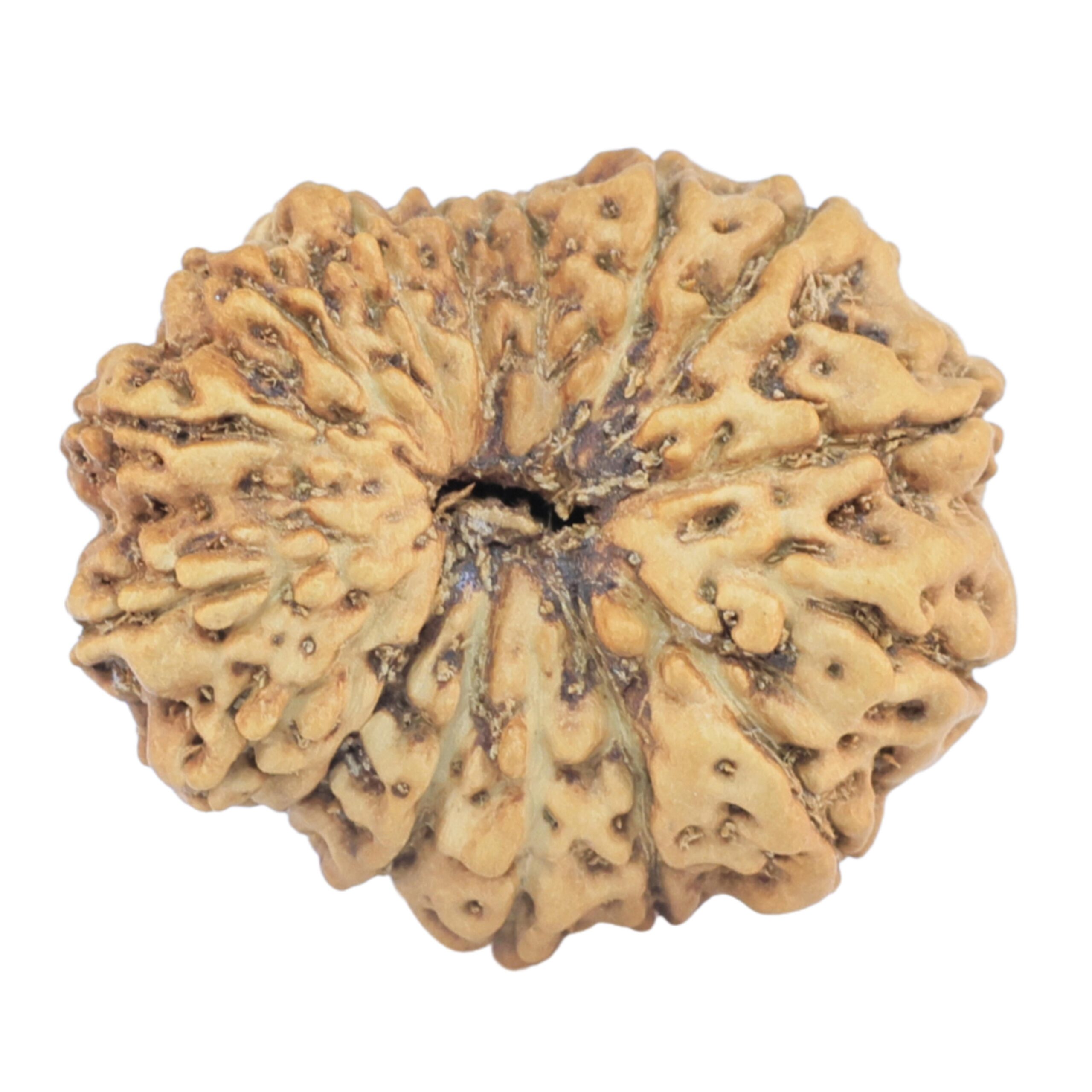 16 Mukhi Rudraksha 23.2mm 1.9gm - Rudraksha