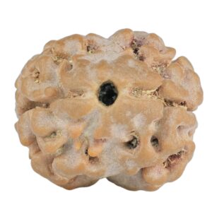 2 Mukhi Rudraksha 18.8mm 1.92gm - Rudraksha