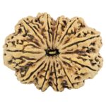 11 Mukhi Rudraksha 37.5mm 8.17gm - Rudraksha