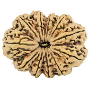 11 Mukhi Rudraksha 37.5mm 8.17gm - Rudraksha
