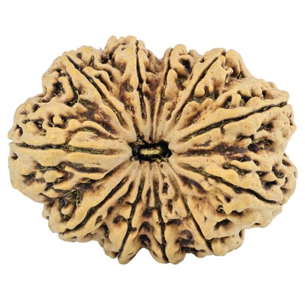 11 Mukhi Rudraksha 37.5mm 8.17gm - Rudraksha
