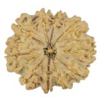 10 Mukhi Rudraksha 26.1mm 4.69gm - Rudraksha