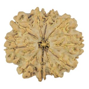10 Mukhi Rudraksha 26.1mm 4.69gm - Rudraksha