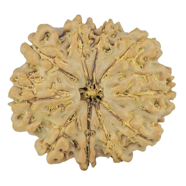 10 Mukhi Rudraksha 26.1mm 4.69gm - Rudraksha
