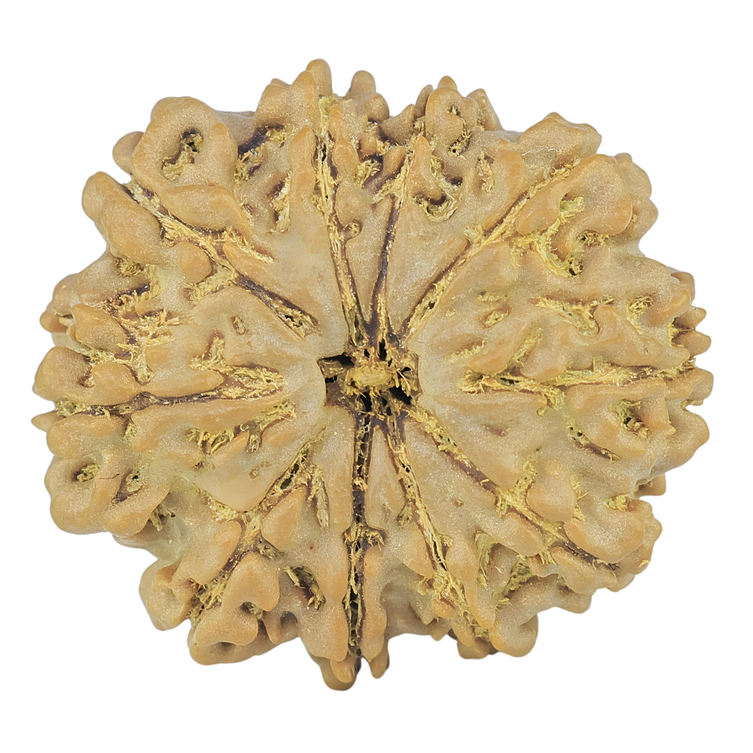 10 Mukhi Rudraksha 26.1mm 4.69gm - Rudraksha