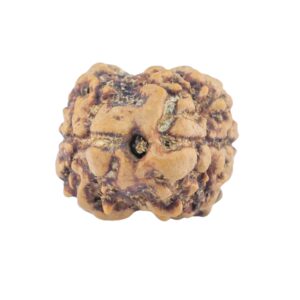 2 Mukhi Rudraksha 21.2mm 1.8gm - Rudraksha