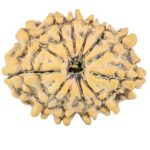 12 Mukhi Rudraksha 26.1mm 3.64gm - Rudraksha