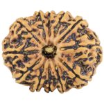 12 Mukhi Rudraksha 25.7mm 3.53gm - Rudraksha