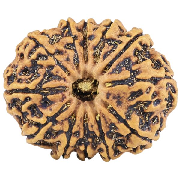 12 Mukhi Rudraksha 25.7mm 3.53gm - Rudraksha