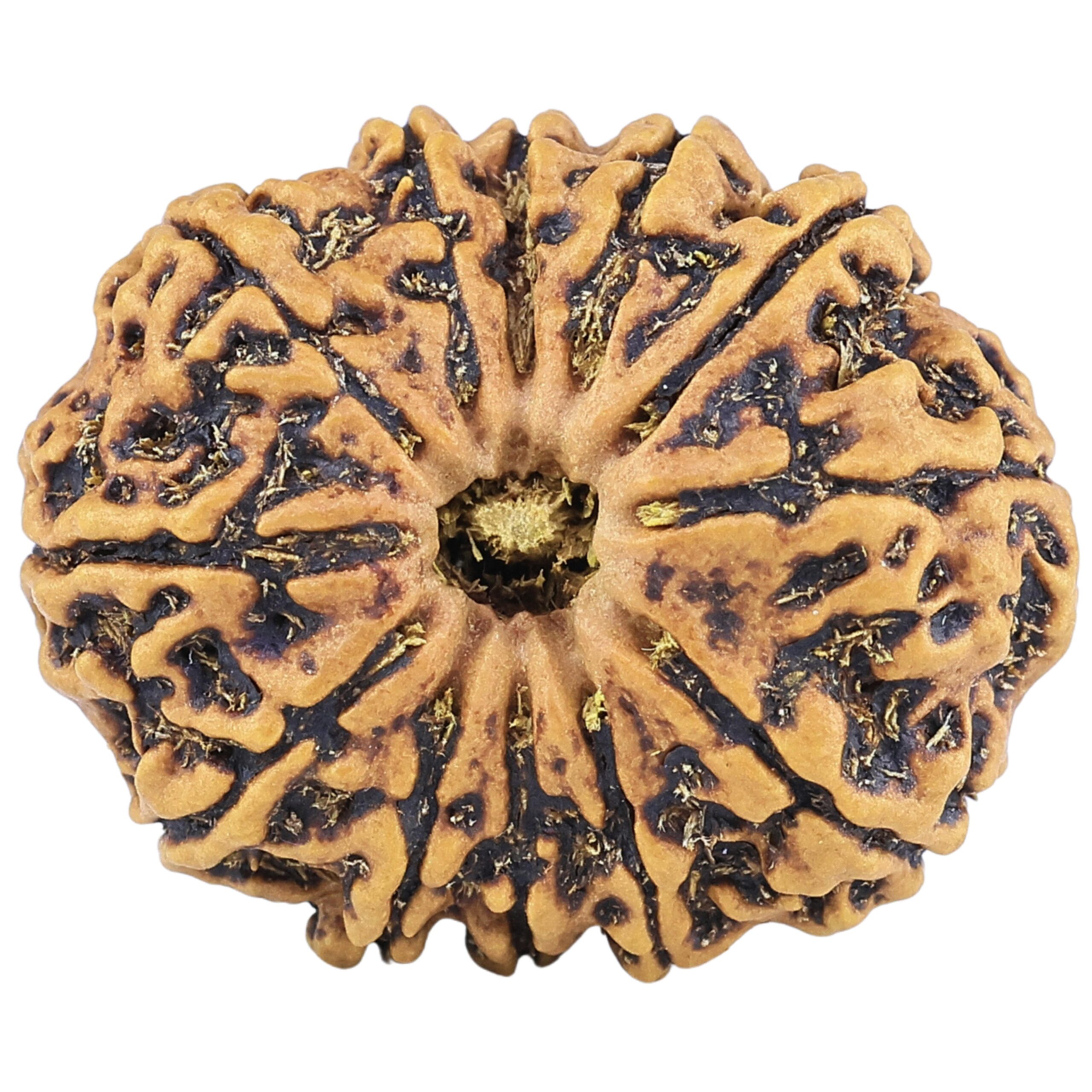 12 Mukhi Rudraksha 25.7mm 3.53gm - Rudraksha