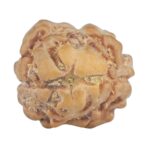 2 Mukhi Rudraksha 15.4mm 0.94gm - Rudraksha