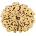 11 Mukhi Rudraksha 34.6mm 9gm - Rudraksha
