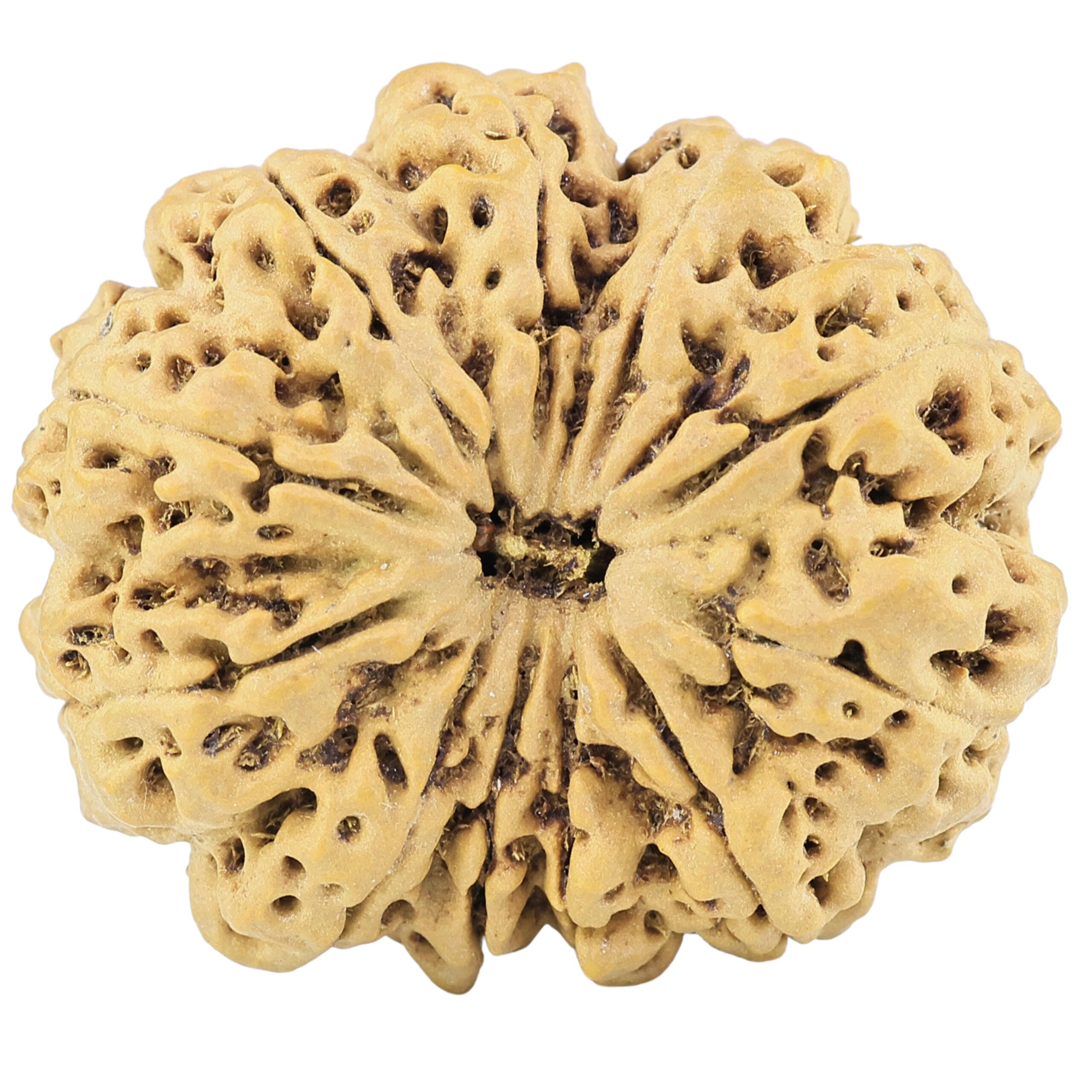 11 Mukhi Rudraksha 34.6mm 9gm - Rudraksha