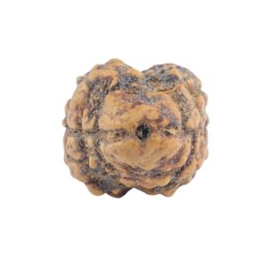 2 Mukhi Rudraksha 19.4mm 1.35gm - Rudraksha