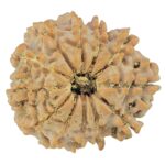 12 Mukhi Rudraksha 21.5mm 2.6gm - Rudraksha