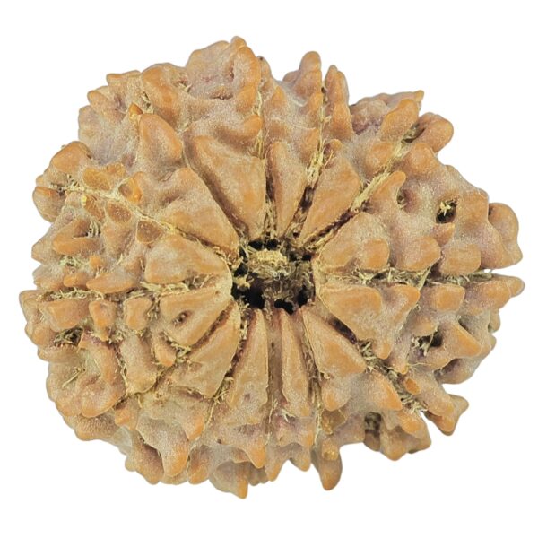 12 Mukhi Rudraksha 21.5mm 2.6gm - Rudraksha